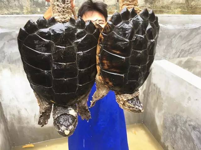 kaiyun网页登录入口