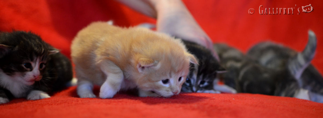 kaiyun网页登录入口