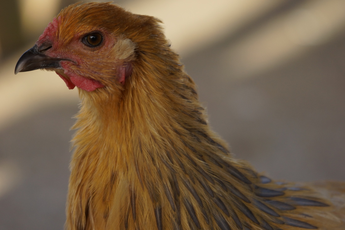 kaiyun网页登录入口