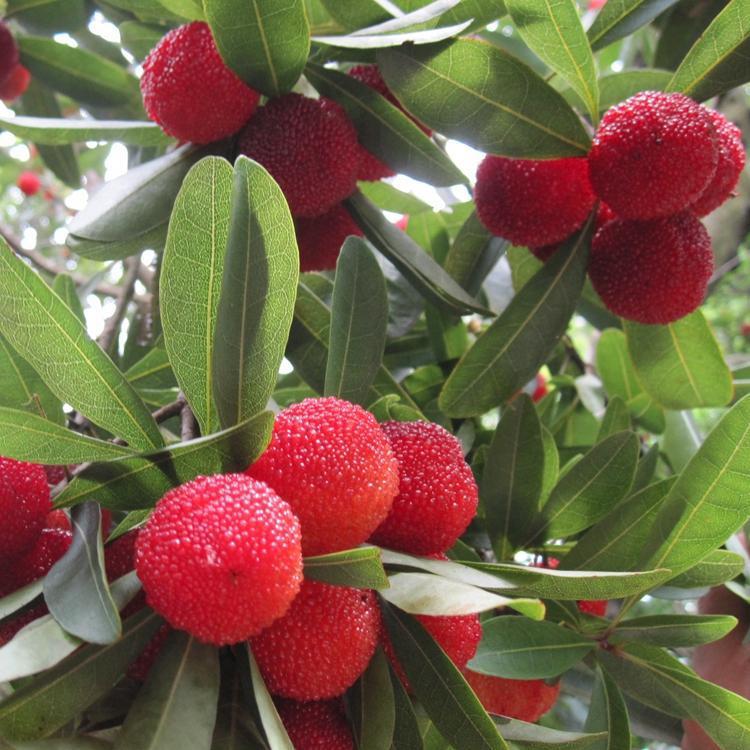 kaiyun开云网页版