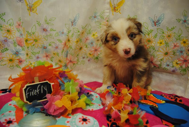 kaiyun开云网页版