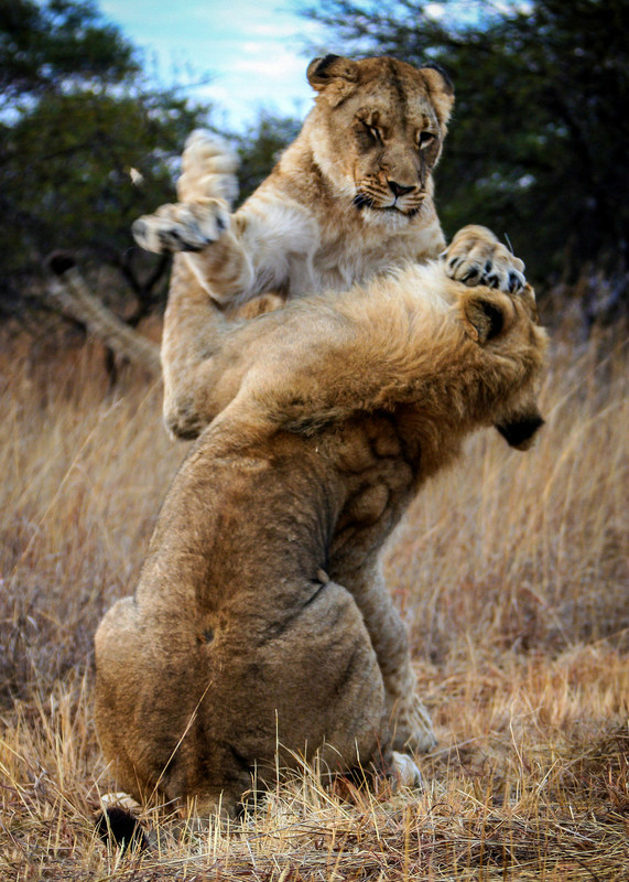 kaiyun开云网页版